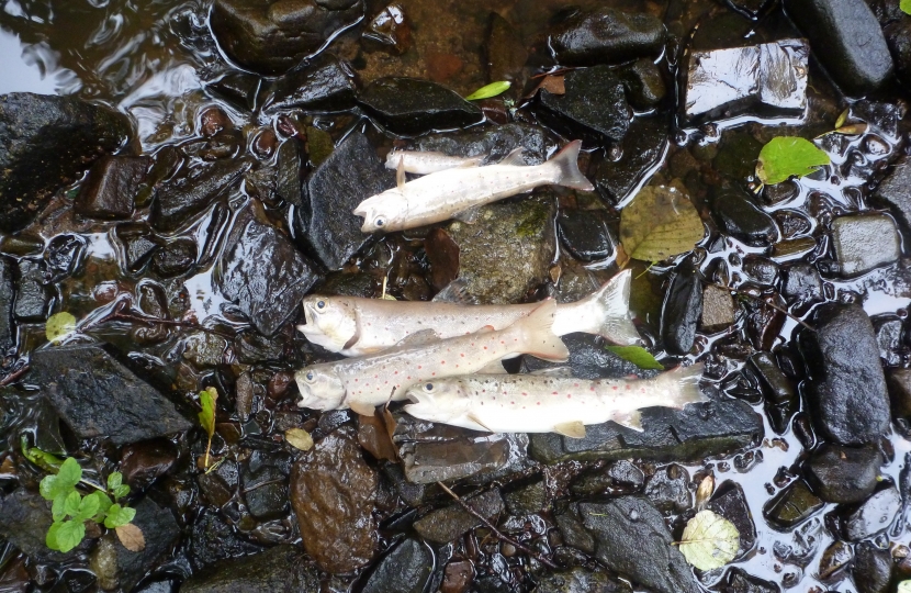 dead fish that have washed up after a pollution incident 